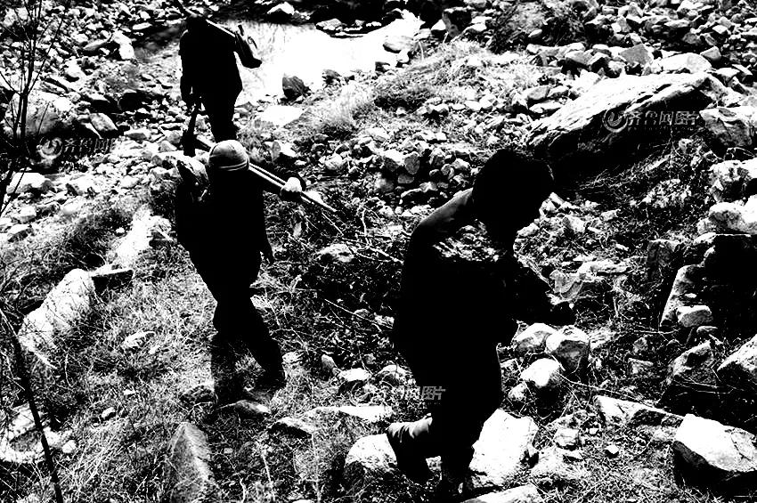 红杉林小说txt,红杉树电视剧全集解说