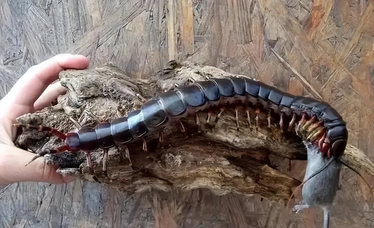 历史上最大的蜈蚣有多大,世界上蜈蚣最大有多少只脚