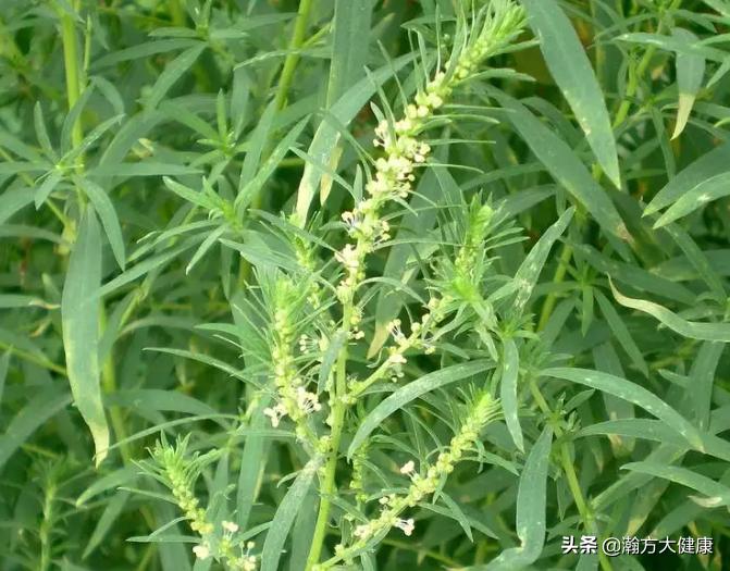 止痒地肤子,消风止痒药膏的作用