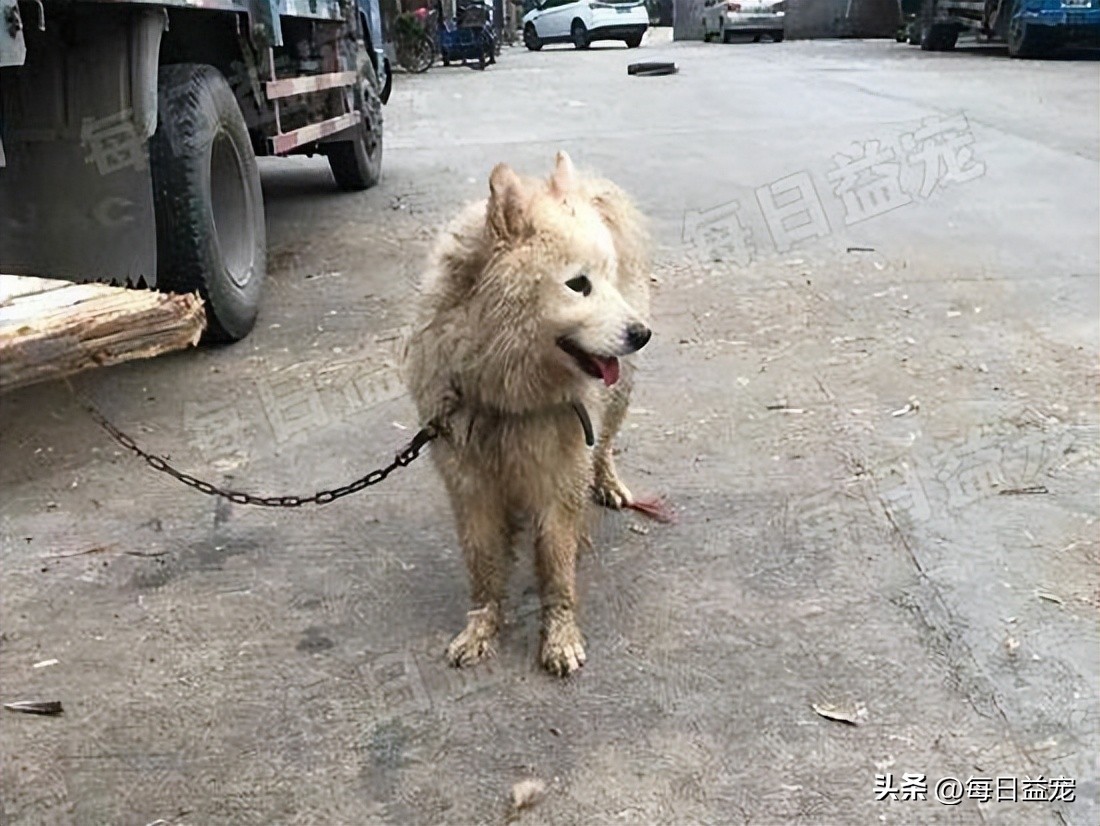 流浪萨摩耶遇到家养萨摩耶原视频,肉狗萨摩耶