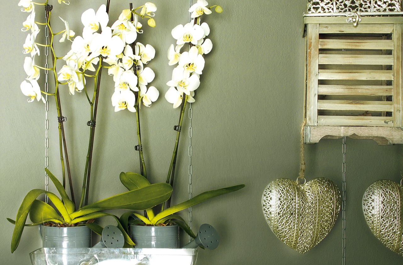 客餐厅墙面颜色搭配效果图乳胶漆,墙面乳胶漆颜色搭配效果图