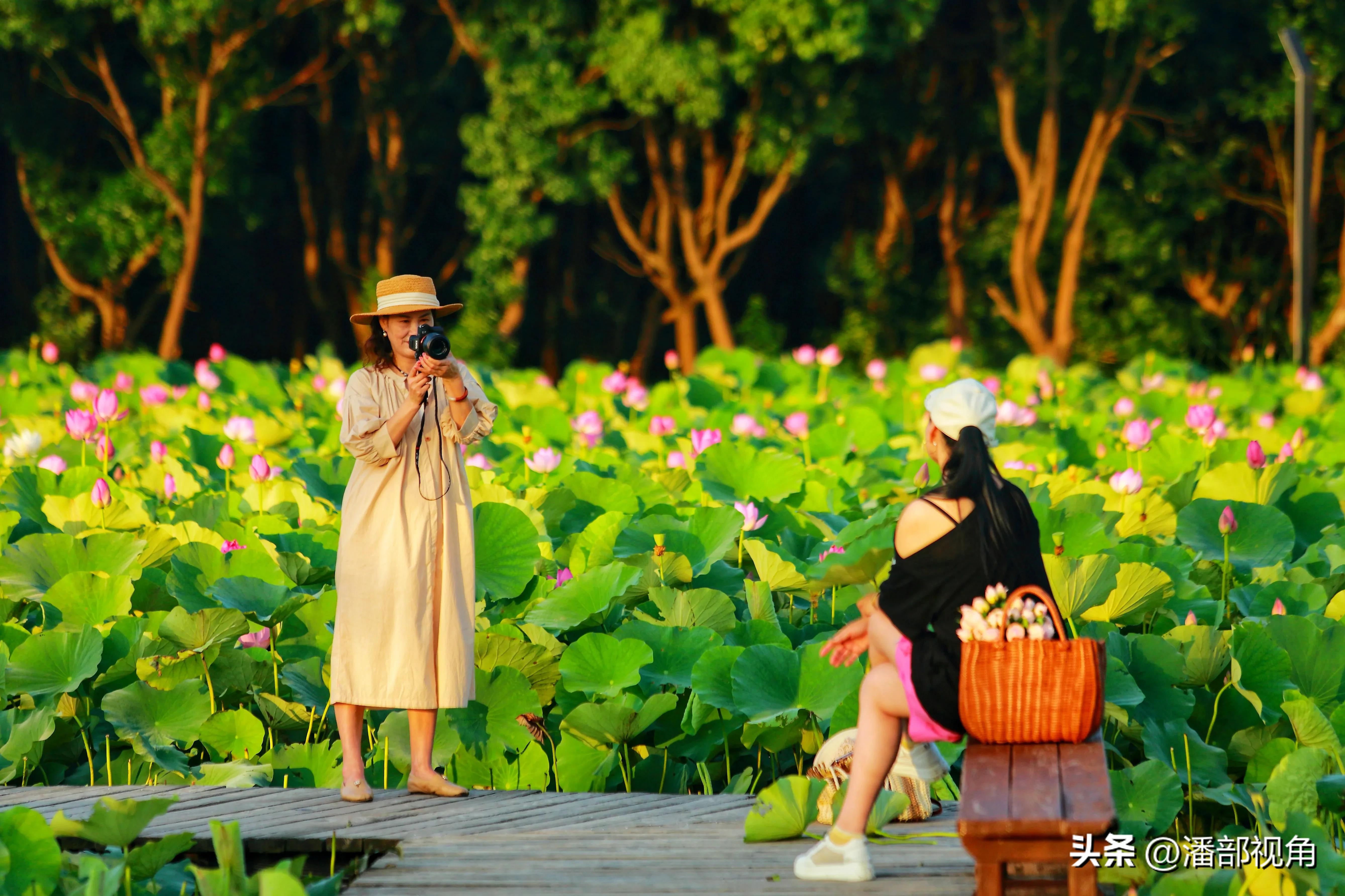 无锡七月底哪里的荷花开了,无锡太湖荷花开了吗