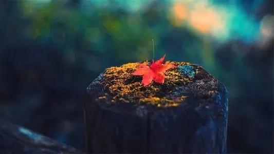 冬日静好什么意思,冬日静好莫负韶华朗读