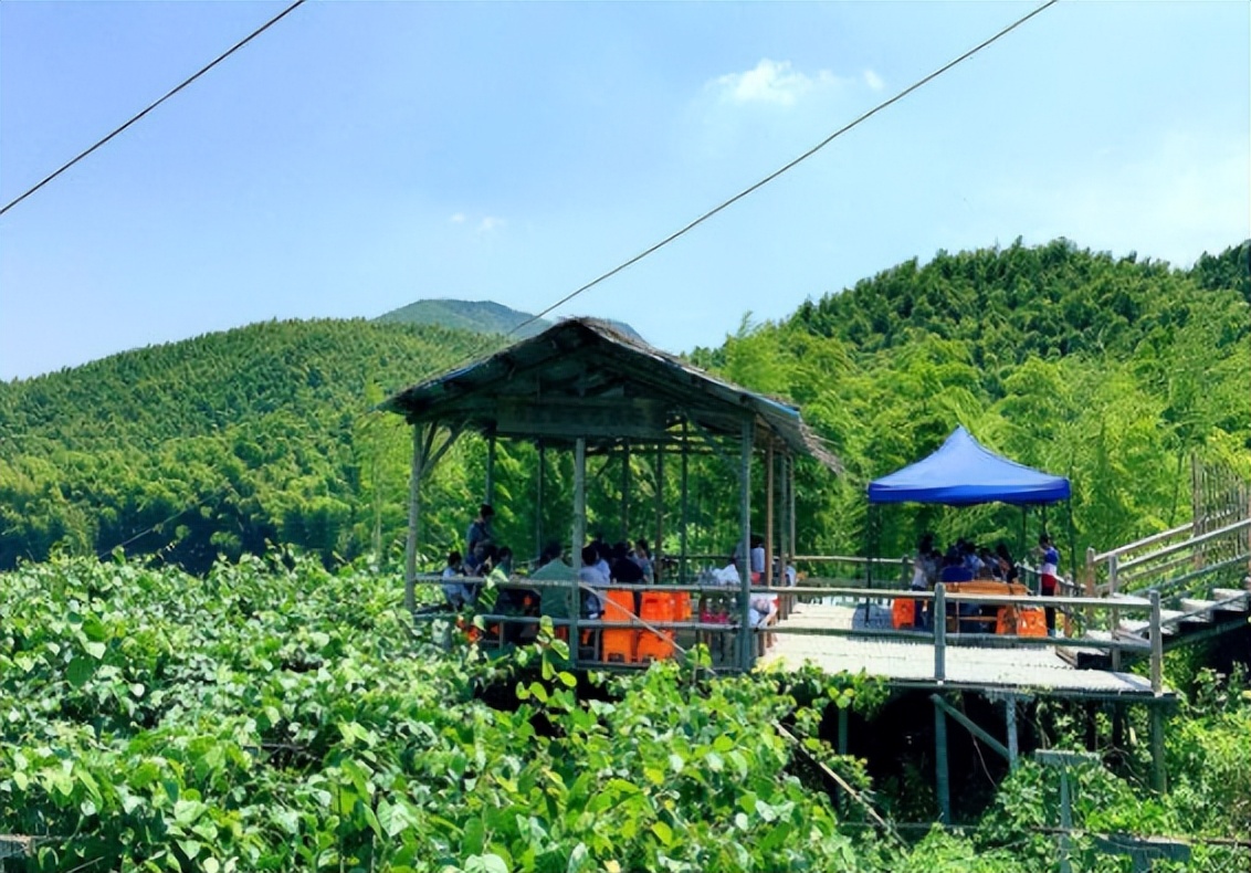 2006年日本企业投资15亿，租下山东1500亩良田，闲置5年杂草丛生