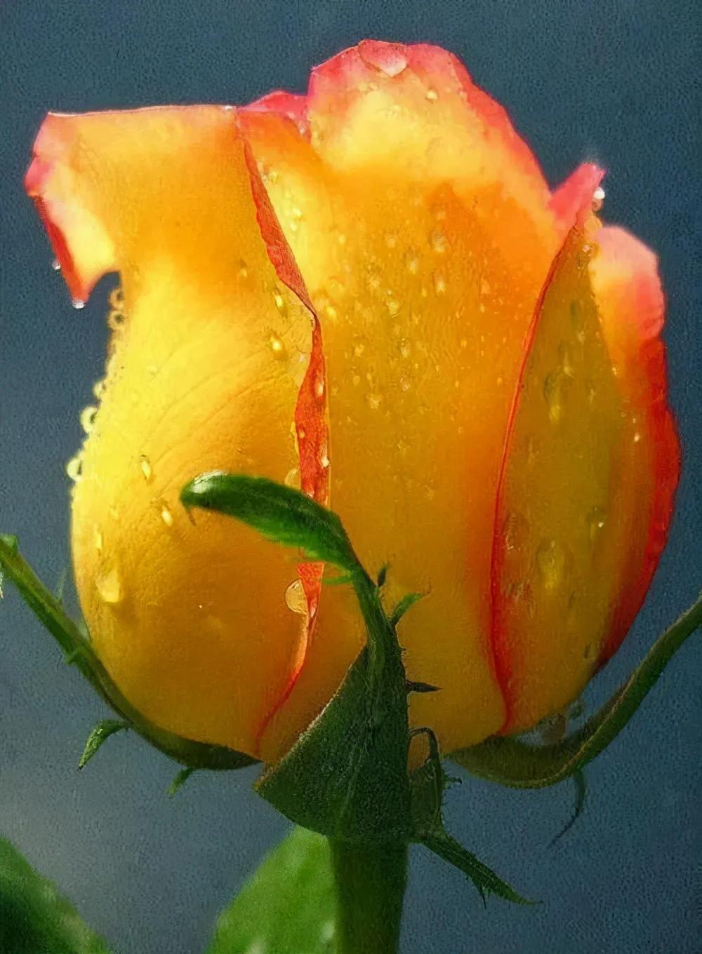 玫瑰花绝美头像,绝美玫瑰花图片