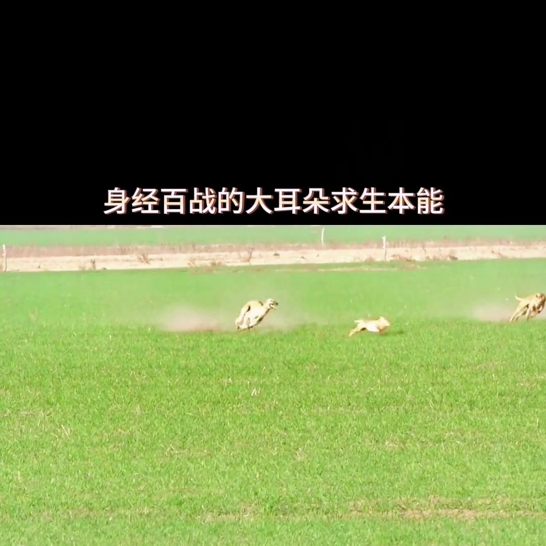 格力犬的5大优点让人夸赞,格力犬看身体结构知道速度快慢