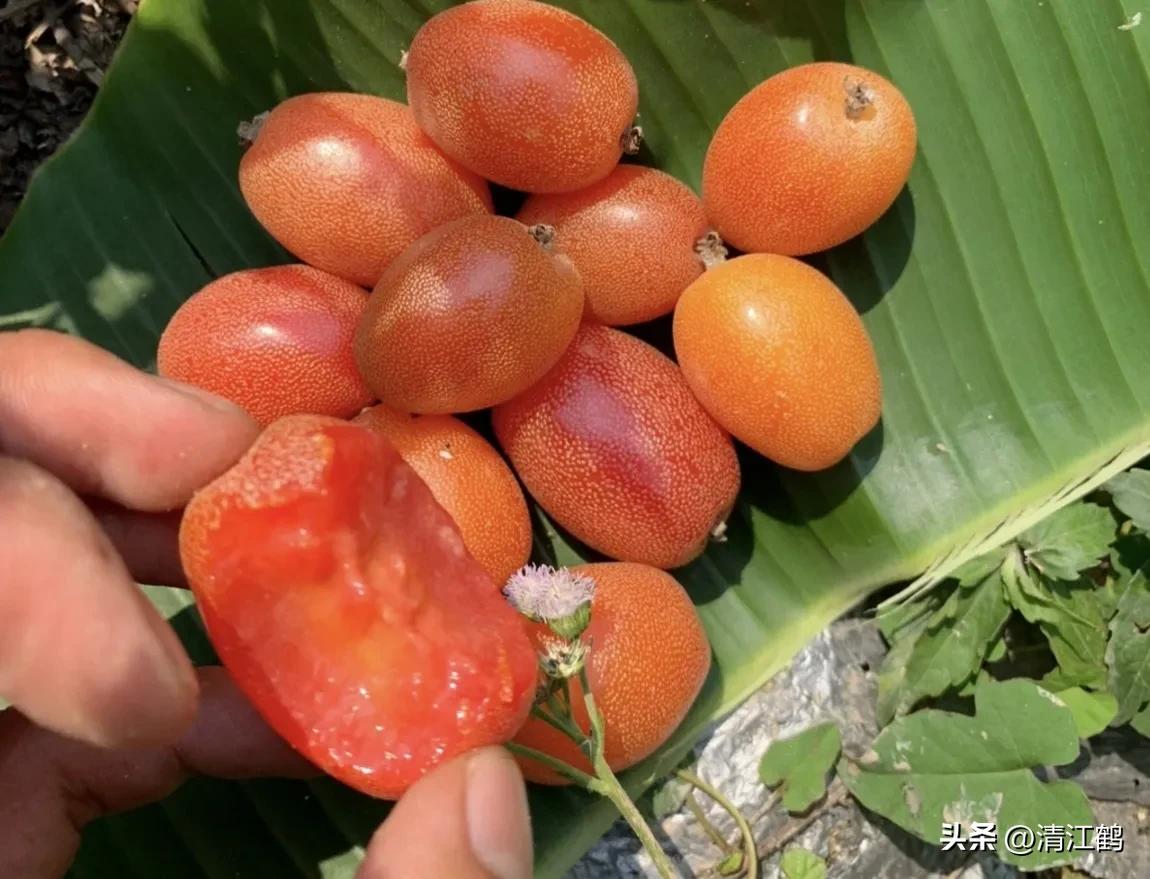 很多人没见过的奇怪生物,都没见过的奇特瓜果蔬菜