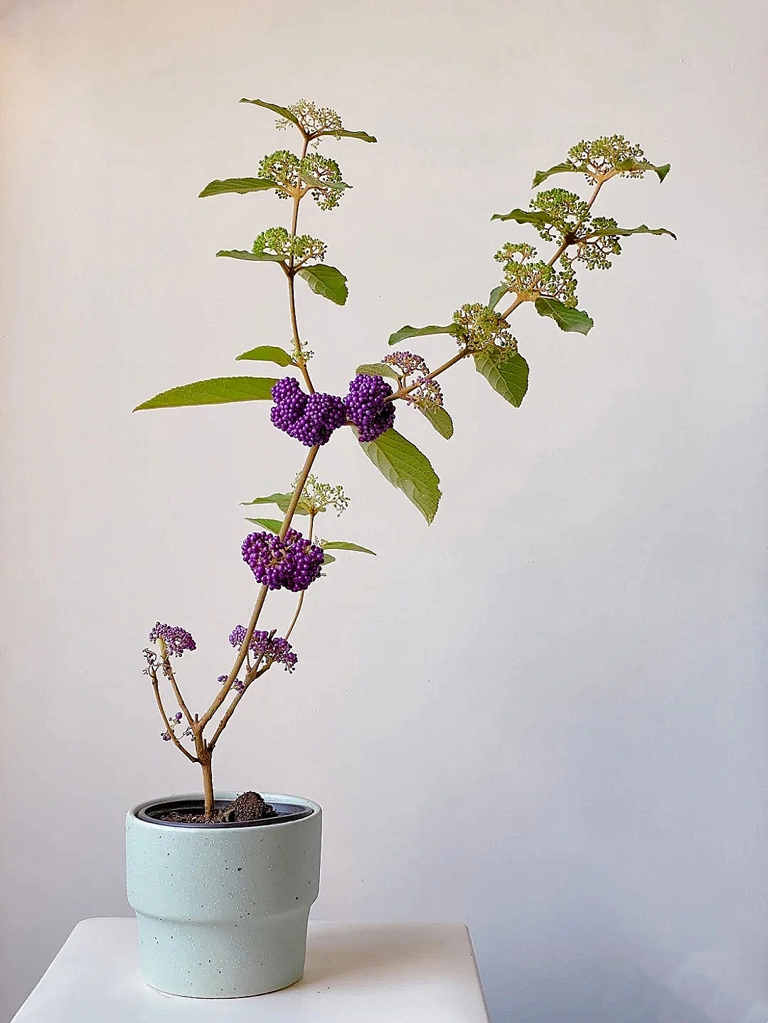 花艺教程花材打理知识,花艺教程常用花材及叶材有哪些