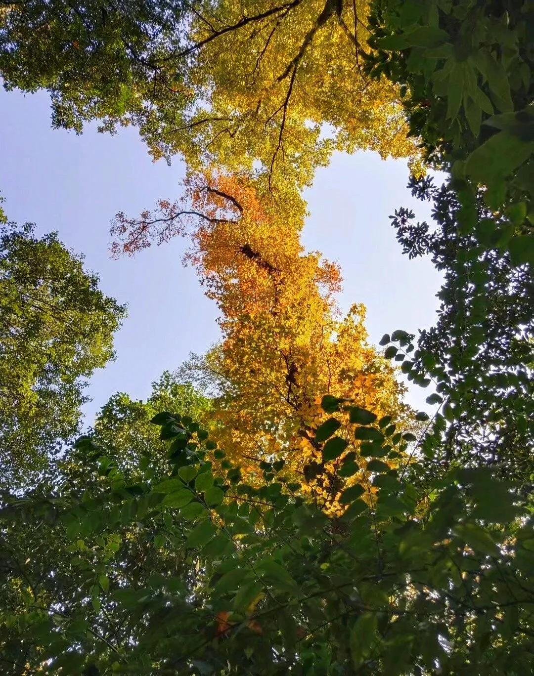 赞美秋日的经典诗,赞美秋日伤感的诗