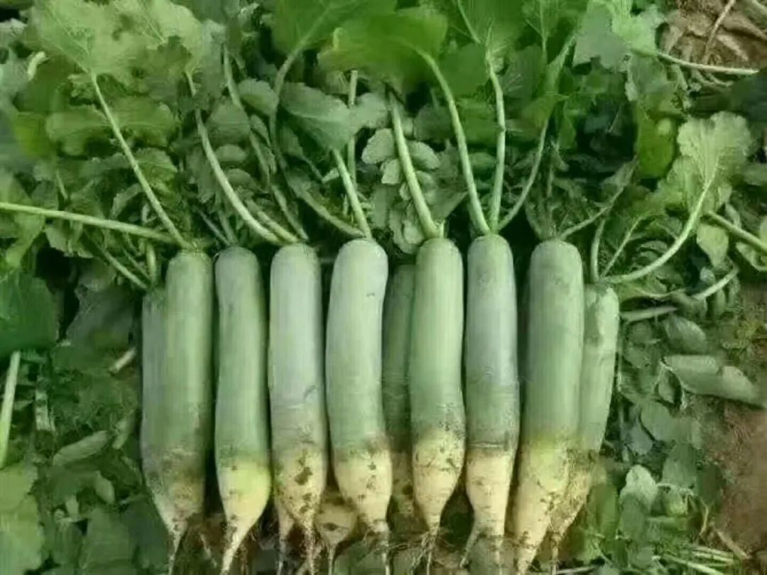 浙江人常吃的蔬菜有哪些,幼儿园常吃的蔬菜有哪些