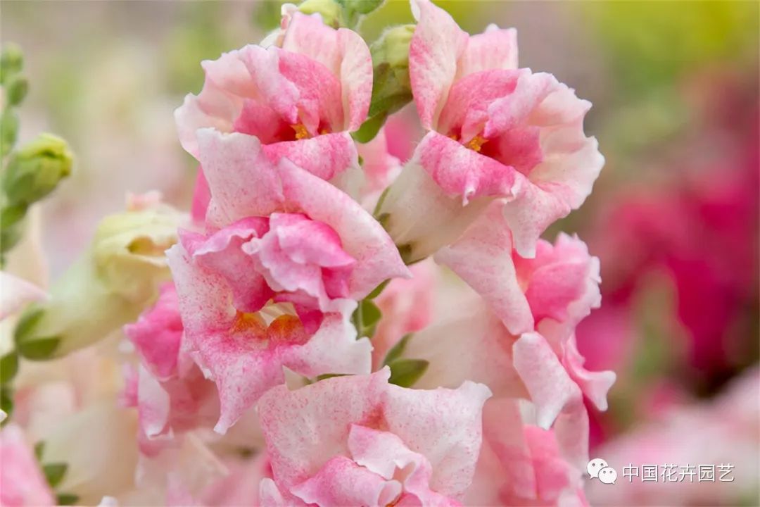 鑺卞崏鍝佺灞曠ず,鏂颁紭鑺卞崏鍝佺灞曠ず