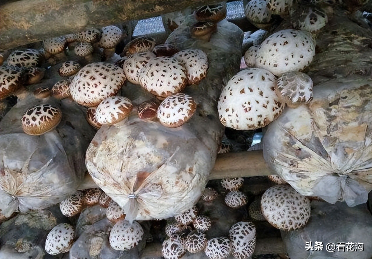 泌阳县1965年地图,河南泌阳县最新人口