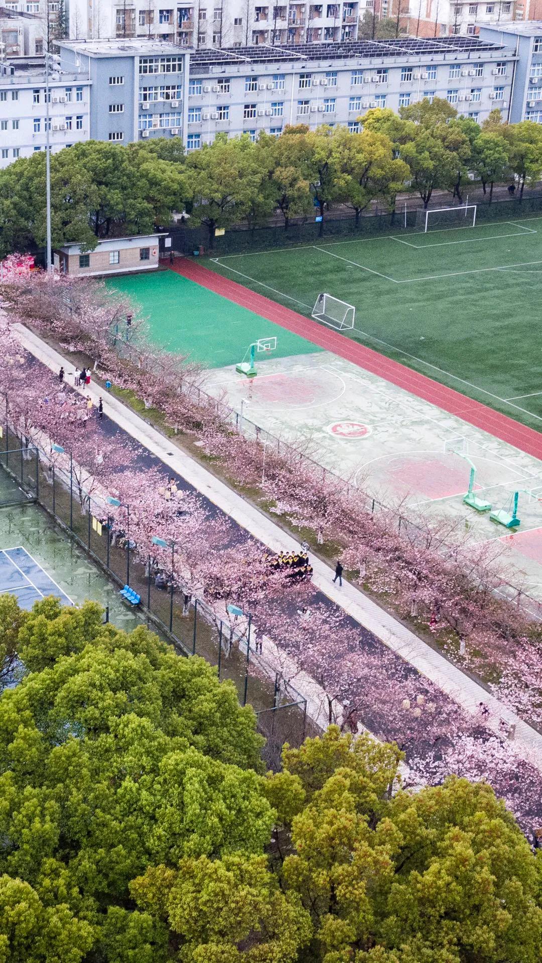 同济大学有多漂亮,同济大学的浪漫