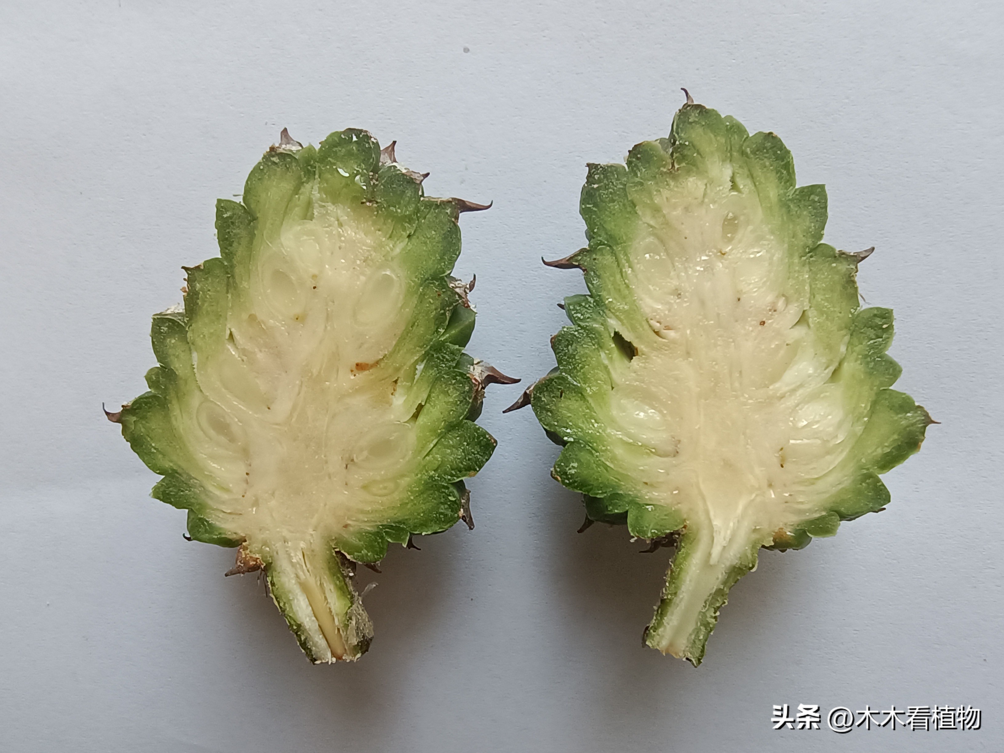 一颗迷人的松果,美丽松果