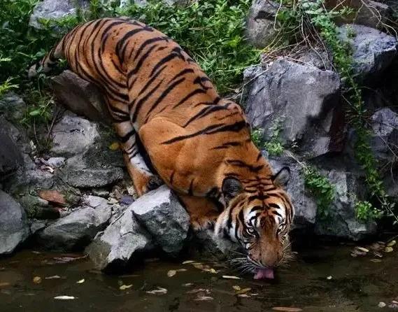 猛虎潜深山长啸自成风出自哪里,猛虎潜深山长啸自生风打一生肖