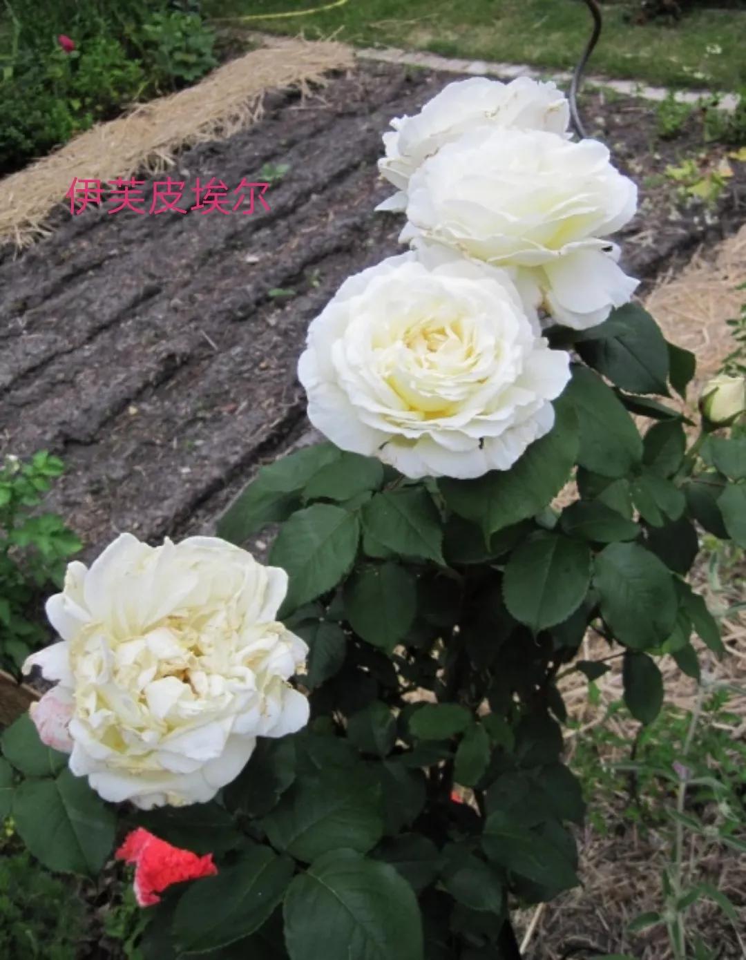 花店卖的切花月季品种,切花月季冬季修剪方法