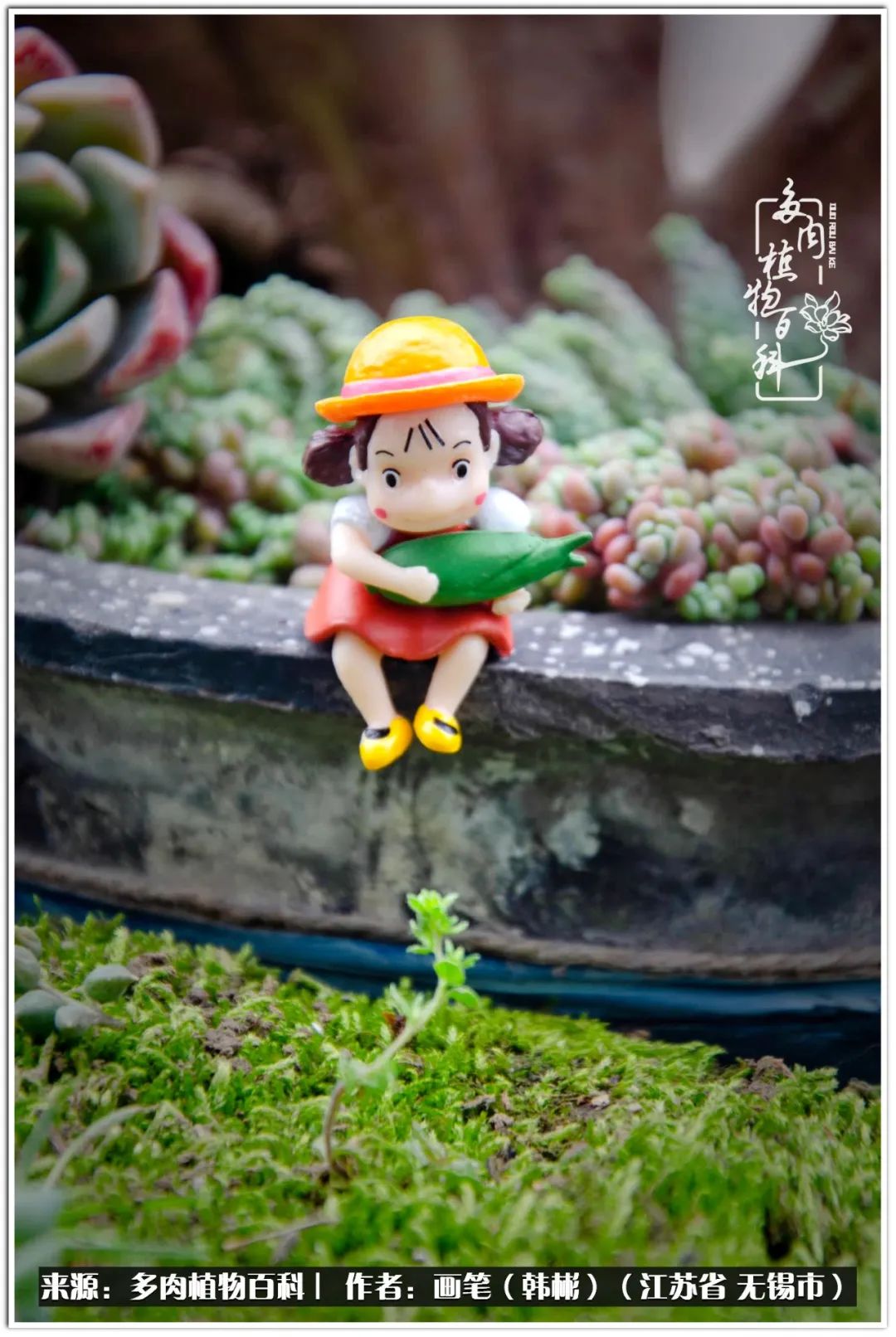 盆景多肉常遇到的问题,多肉盆景无穷小