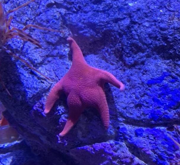 霉霉发歌diss水果姐,霉霉diss新消息