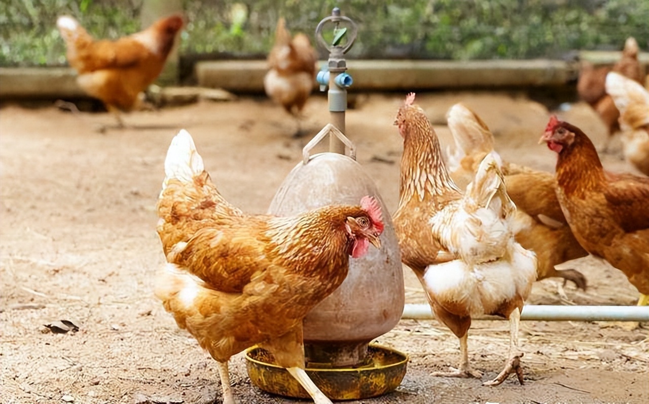 禽医娜娜聊鸡鸭鹅精神不好，闭眼睛，张嘴呼吸，3至5天见效；