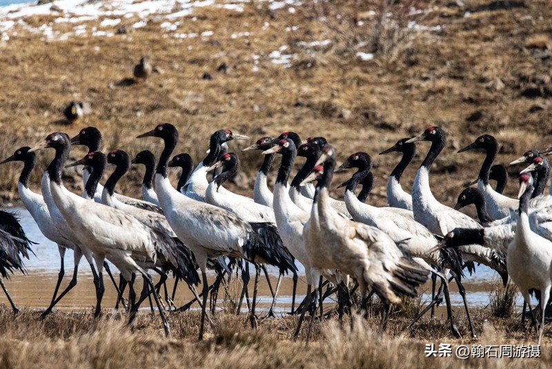 高原精灵黑颈鹤越冬之地——大山包（云、藏自驾旅行纪实之一）