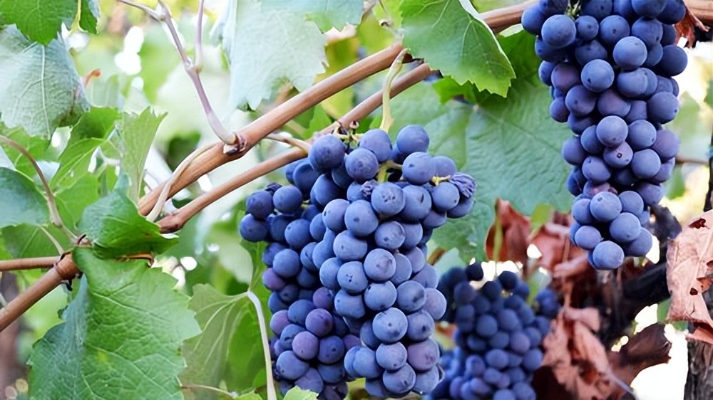 夏天吃哪些既清凉又健康水果,夏天到了这4种水果可多吃消暑