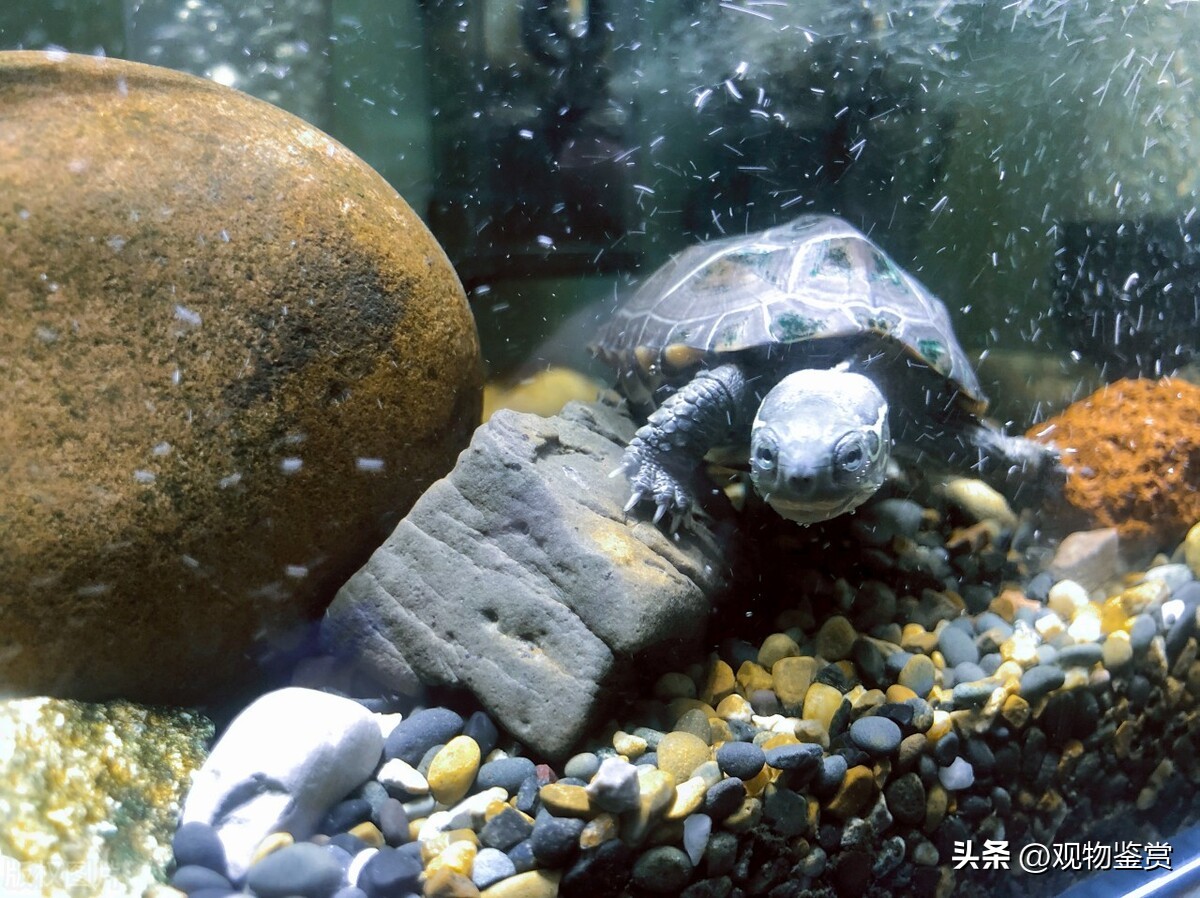 乌龟缸有味道是正常的吗,乌龟缸有臭味但水看起来又清澈