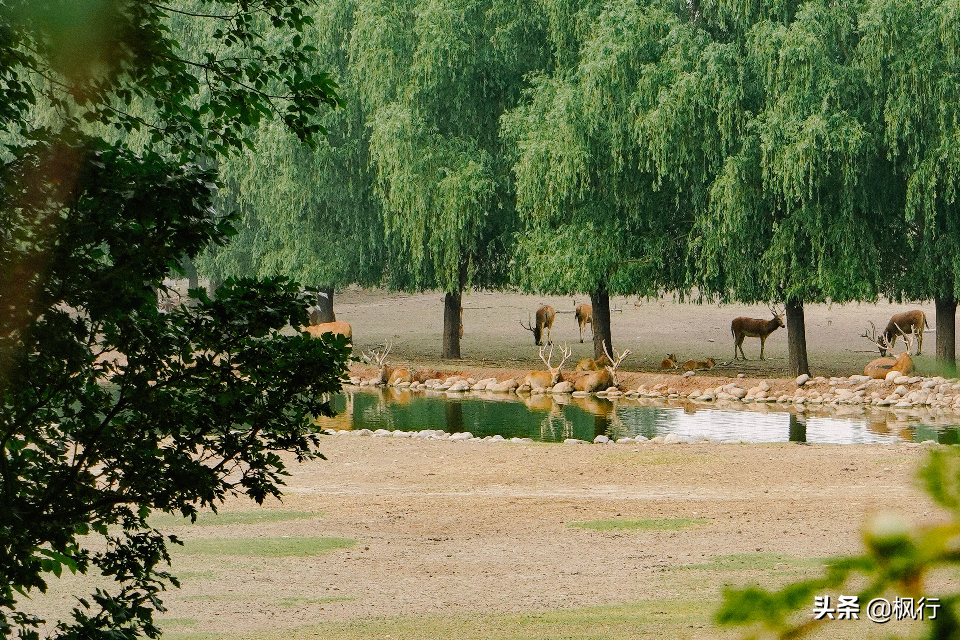 平替奈良小鹿,南海公园奈良小麋鹿