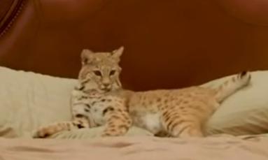 盘点猫咪世界,探索猫咪的奇妙世界