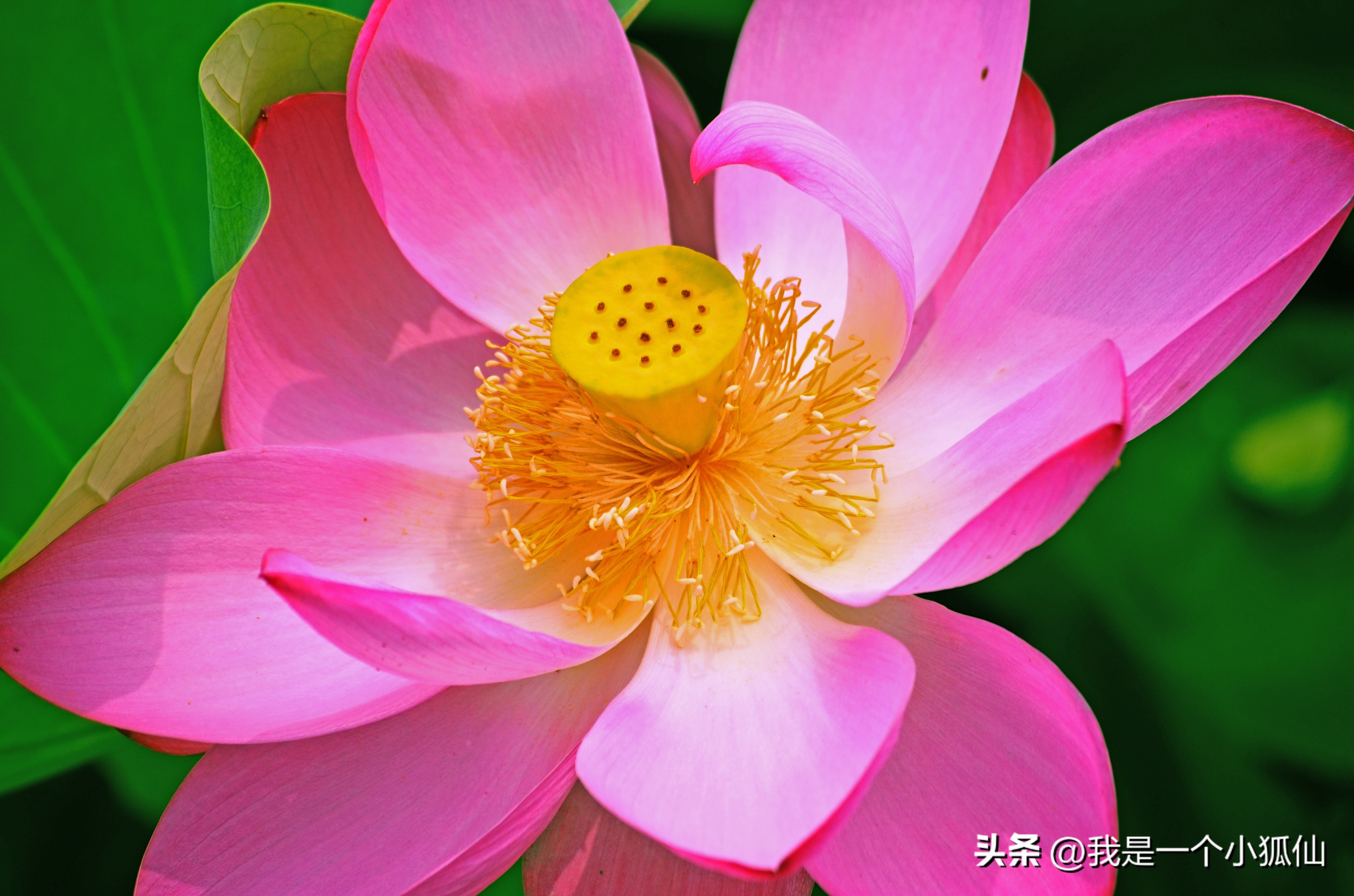 我逛黑人的木雕摊《我在安哥拉的日子374》