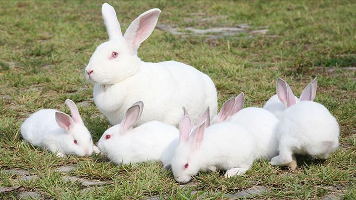 养殖场疾病,养殖兔子生病的状态和解决办法