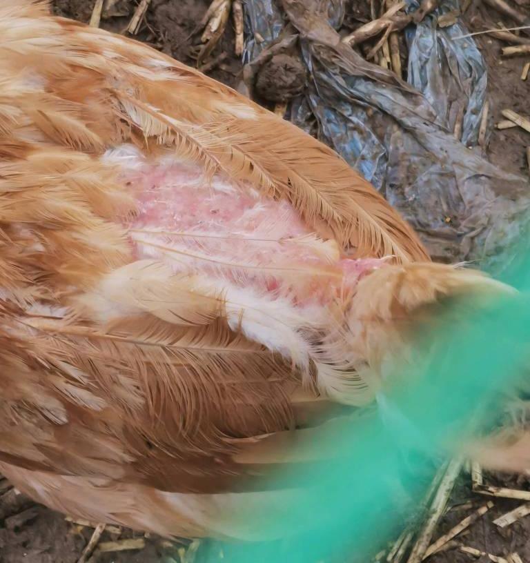 水稻飞蛾用什么药才能消灭,水稻出现飞蛾有必要打农药吗