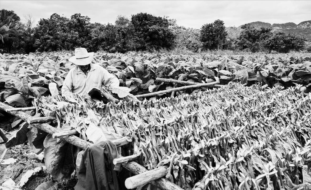 为证明吸烟无害，英国*草烟**公司用48只狗做实验：3年每天抽100根烟