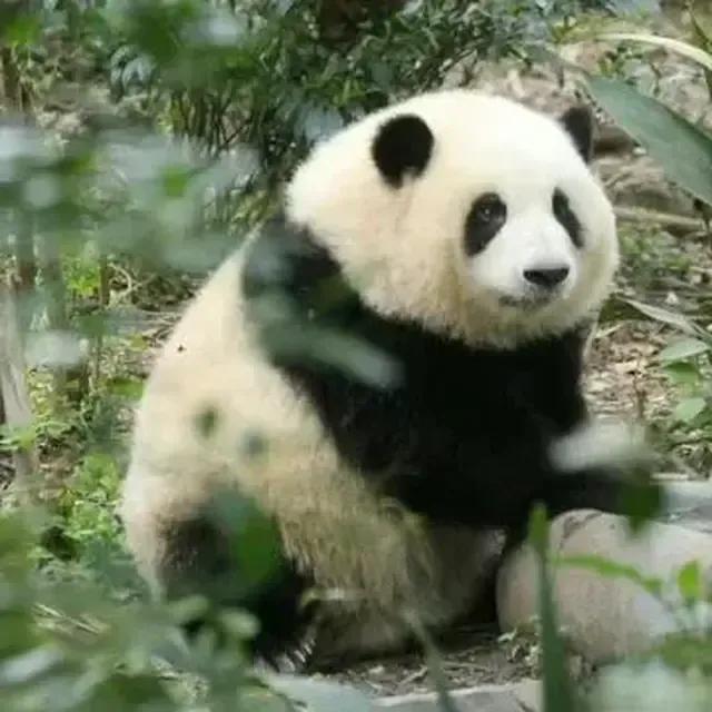 熊猫界几大家族,熊猫的种类有多少种