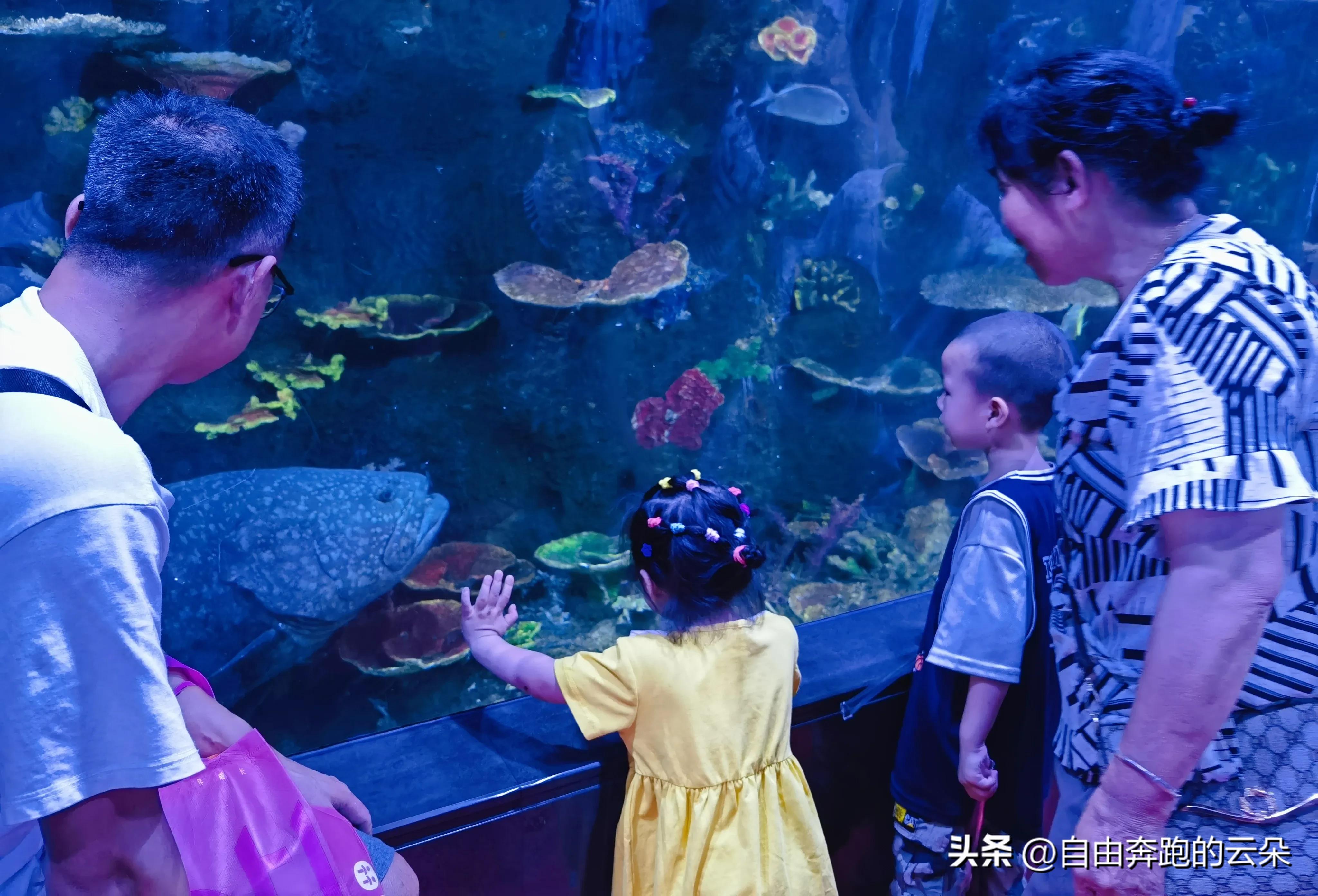 长沙生态动物园门票小孩免费吗,长沙生态动物园门票多少钱一个人