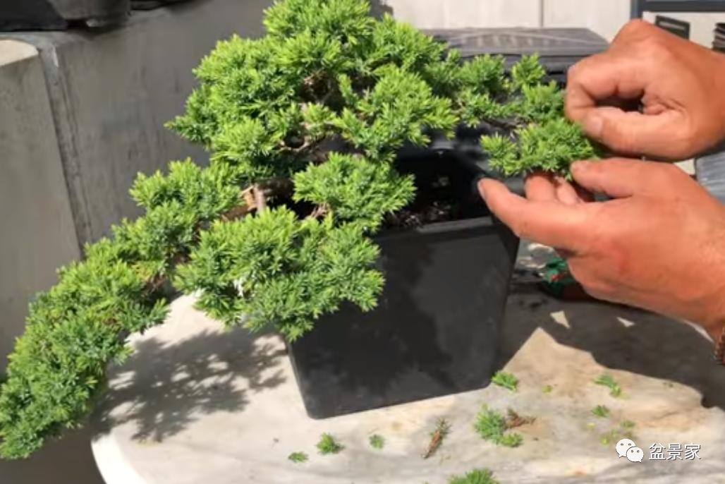 柏树小苗多少钱一棵 (柏树一棵大概得卖多少钱)