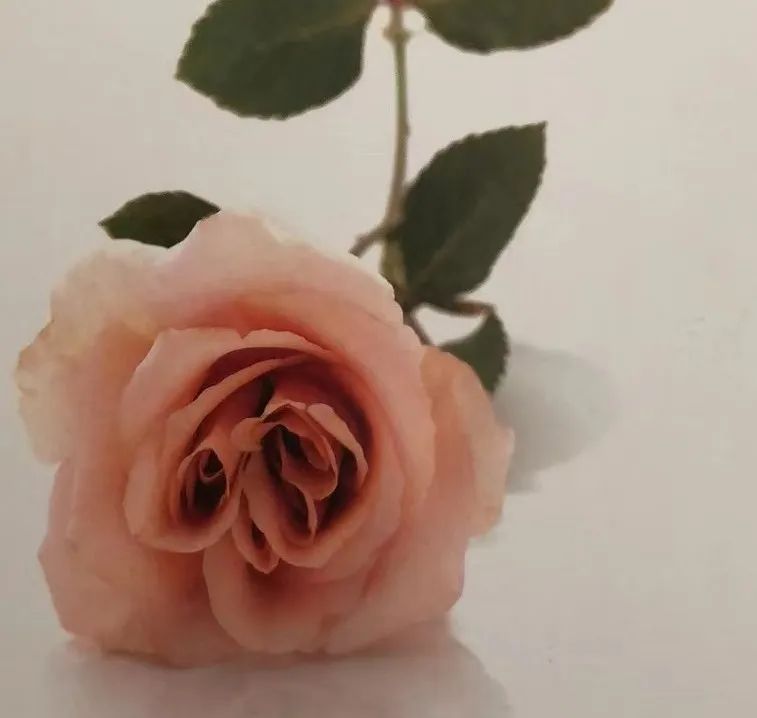 栽培玫瑰花的正确方法,玫瑰花种栽培技术