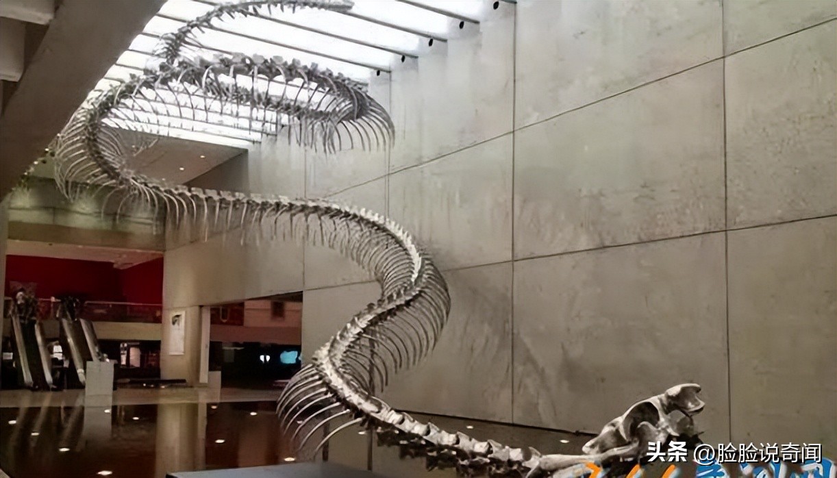 泰坦巨蟒和泰坦蟒是不是一个种类,泰坦蟒和其它的巨大蟒蛇