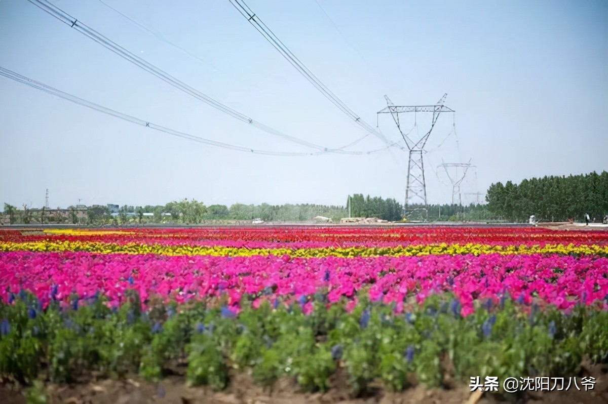 沈阳地铁5号线最新线路图清晰版,沈阳地铁5号线神秘面纱