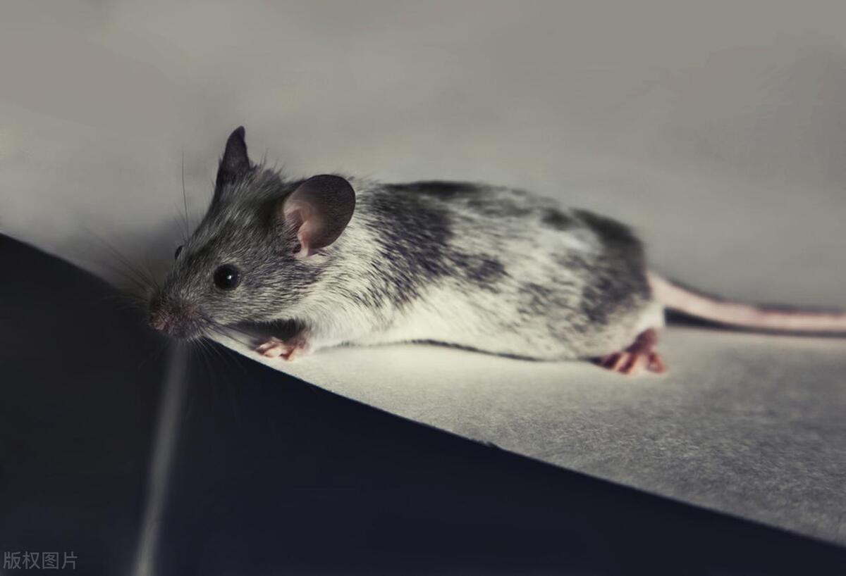 家里老鼠怎么消灭最彻底,家里的老鼠怎么能赶走