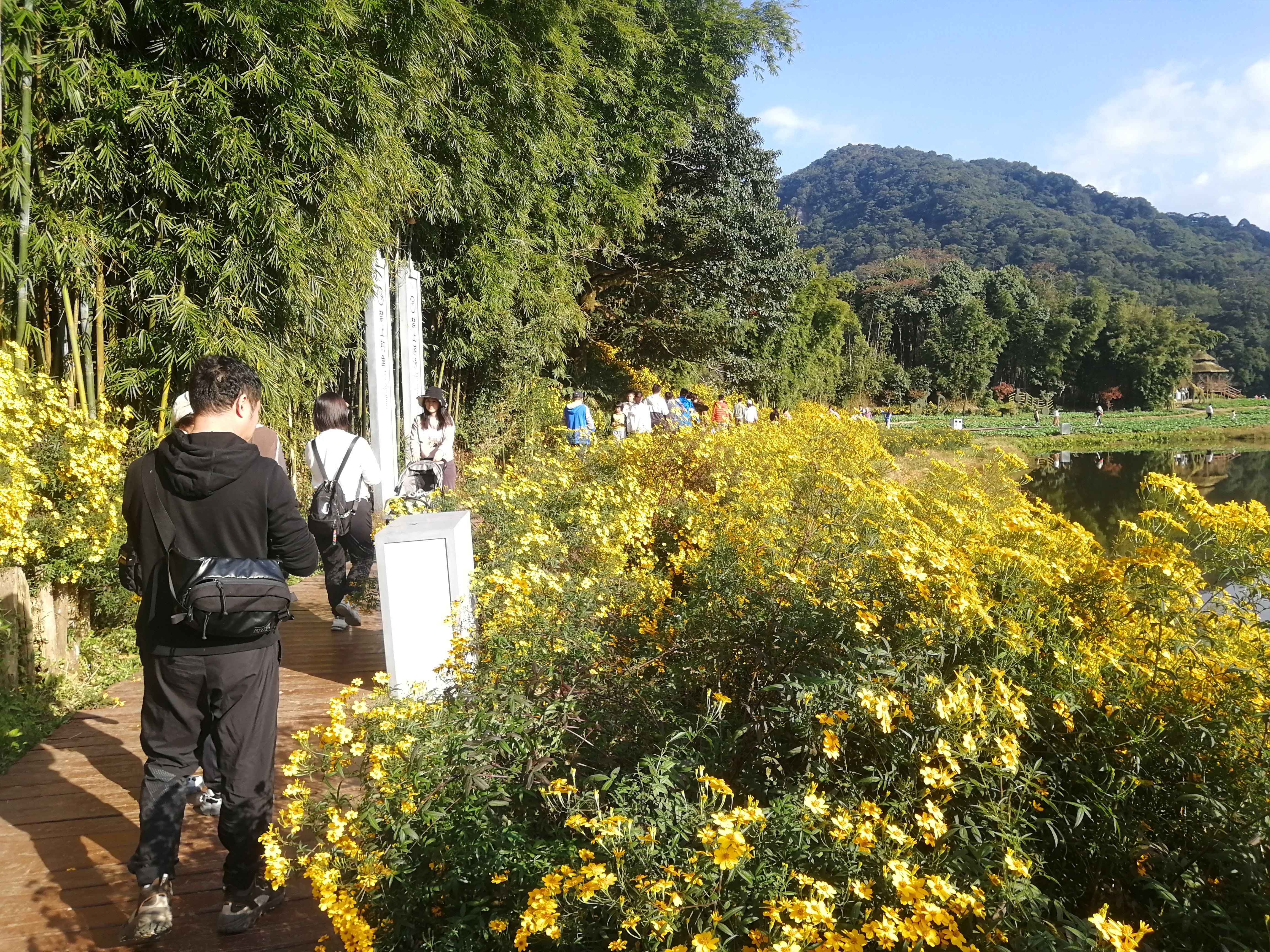 石门森林公园樱花谷交通线路,从化石门公园枫叶