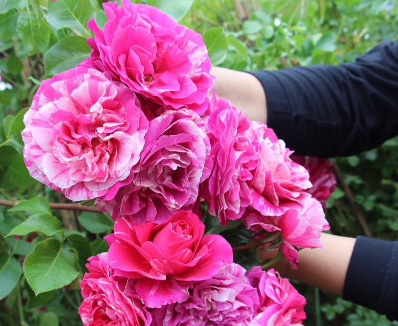 光照不足也能猛开花的藤本月季,抗病好养勤花的藤本月季品种