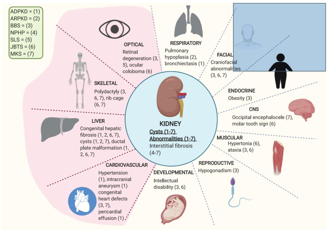bbs有几种,bbs到底有什么好