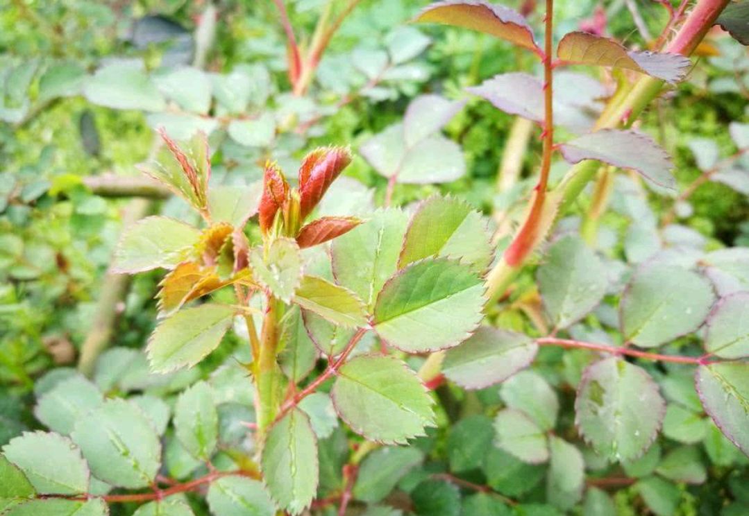 100种野菜大全图解,认识100种野菜视频大全完整版