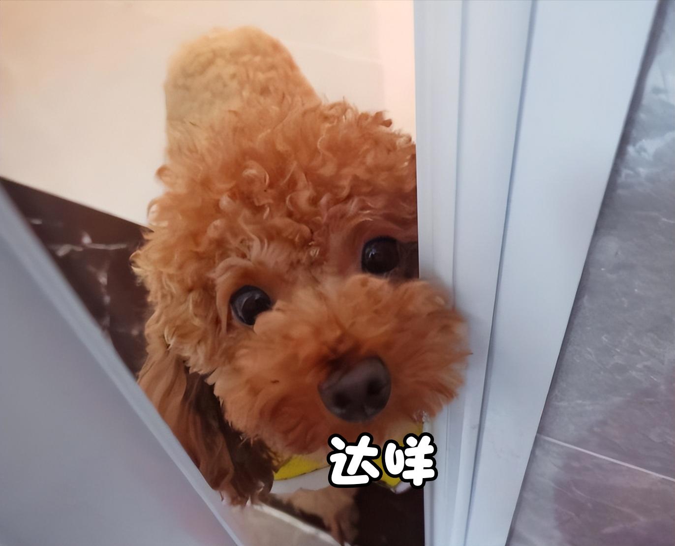 泰迪防止细小的方法,泰迪注意什么不容易生病