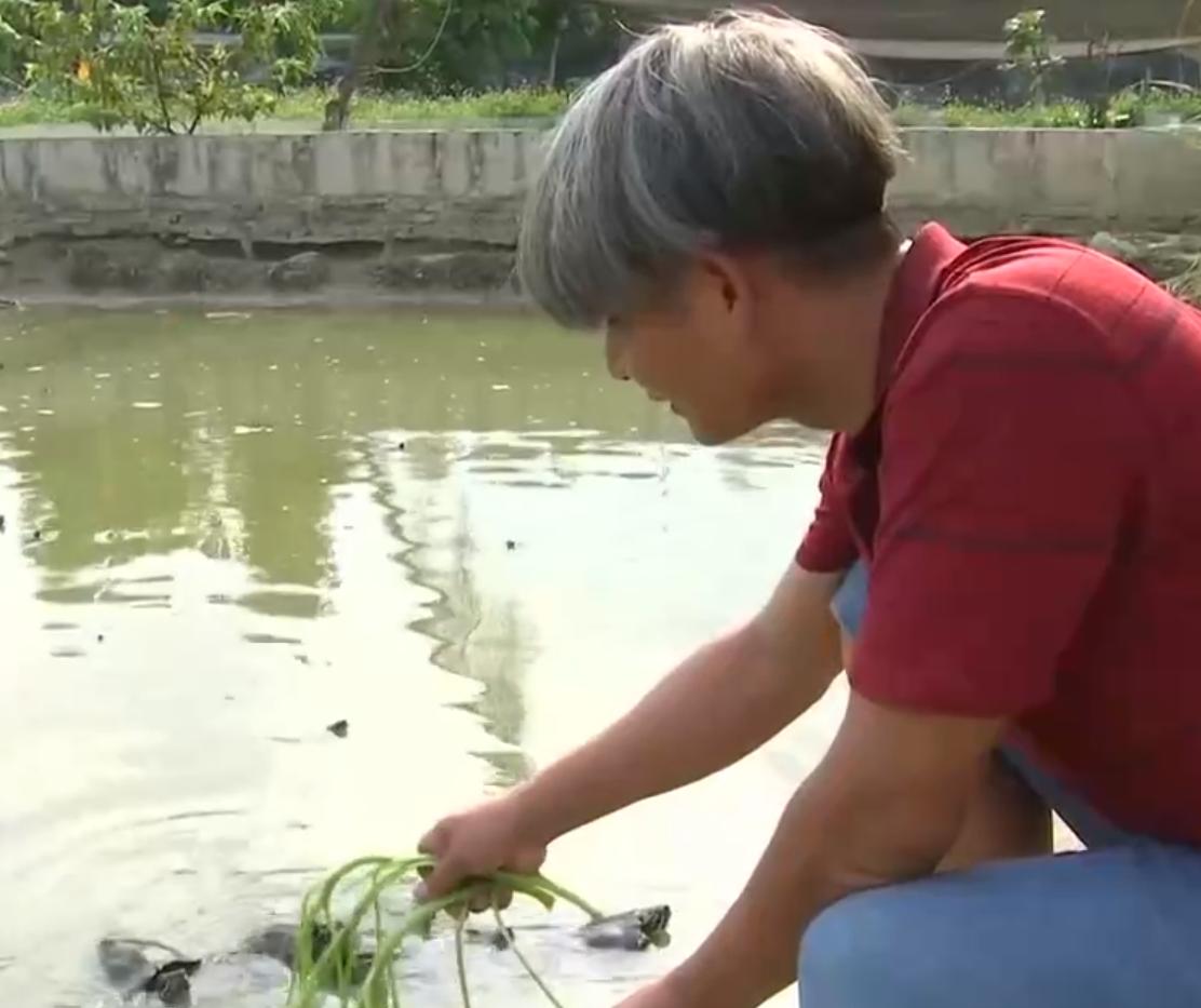 养殖罗非鱼一年赚500万,凤台县大棚养殖罗非鱼