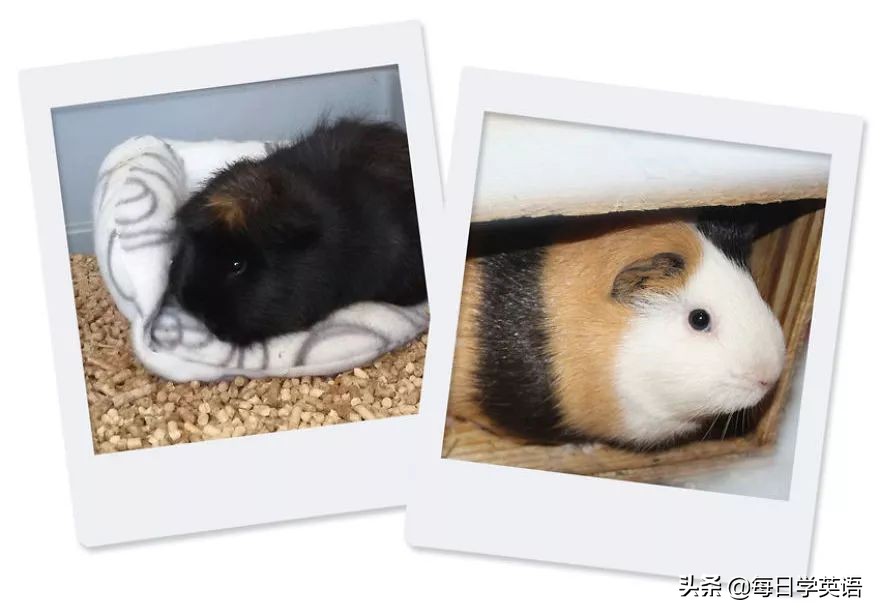 豚鼠漫画,豚鼠在漫画里的样子