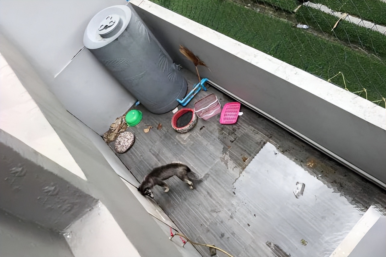 哈士奇被囚禁后续,哈士奇被关在阿拉斯加隔壁