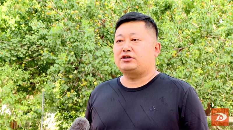 敦煌特产敦煌李广杏成熟上市,敦煌李广杏和其它李广杏的区别