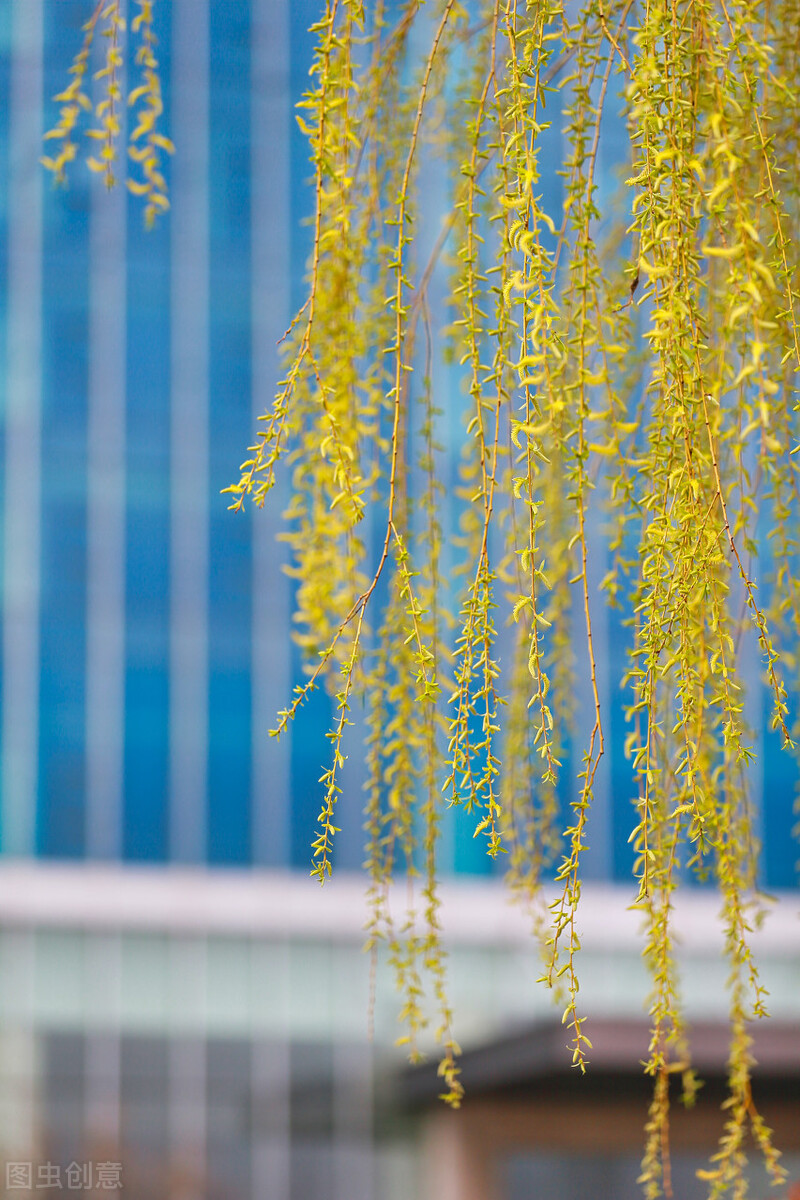 春天花的手机壁纸图片好看,春天图片唯美高清壁纸