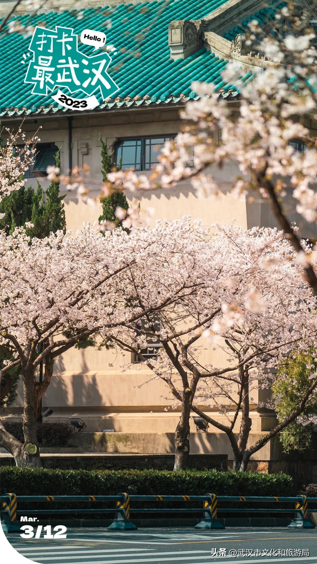 武大赏樱怎么样预约,武大开设医护免预约赏樱通道